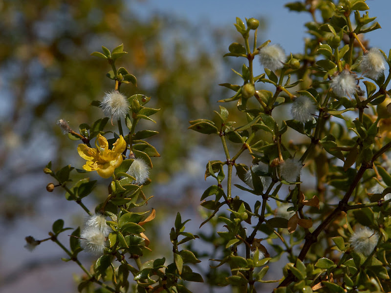Talticpac Aceite de Gobernadora (Larrea tridentata)